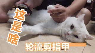 我们家的猫剪指甲不闹也不挣扎好配合，视频最后有彩蛋！ by 猫肥屋润 72 views 3 years ago 7 minutes, 18 seconds