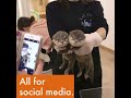 Otter social media craze causes terrible suffering