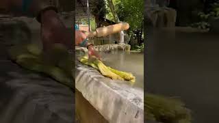 bamboo tree work watch for end tending short #tending #facts #shortfeed