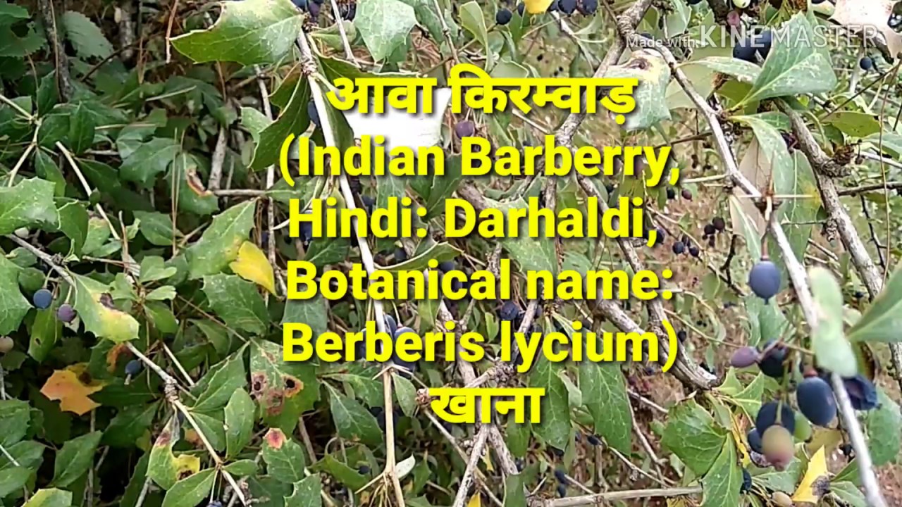 आओ दरहल्दी (किरम्वाड़, Kirmora) के फल का आनंन्द लै (पहाड़ी वीडियो)