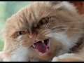 ANGRY CAT RINGTONE.wmv