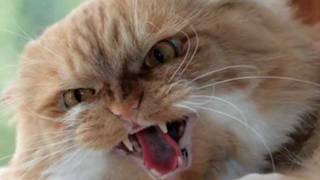 ANGRY CAT RINGTONE.wmv