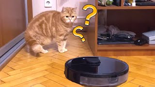 Cats reaction to Robot Vacuum Cleaner 😆