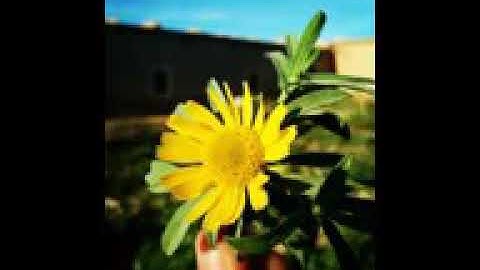 سورة الواقعة نفيس يعقوب