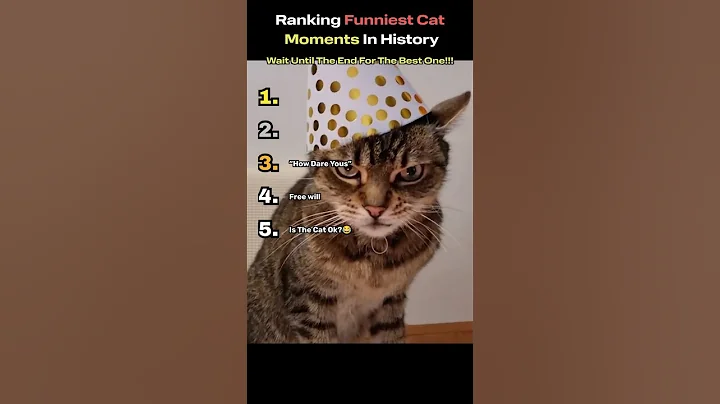 Video 11882711: funniest cats