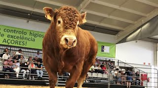 Concurso Raças Puras e Cruzadas - Expo Carne 2022 - Ilha Terceira - Açores
