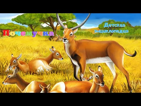 0+ Какие бывают антилопы? Почемучка. Детская энциклопедия.