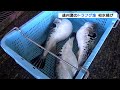 冬の高級食材 遠州灘の天然トラフグ漁 舞阪漁港で初水揚げ（静岡県）