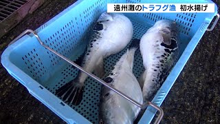 冬の高級食材 遠州灘の天然トラフグ漁 舞阪漁港で初水揚げ（静岡県）