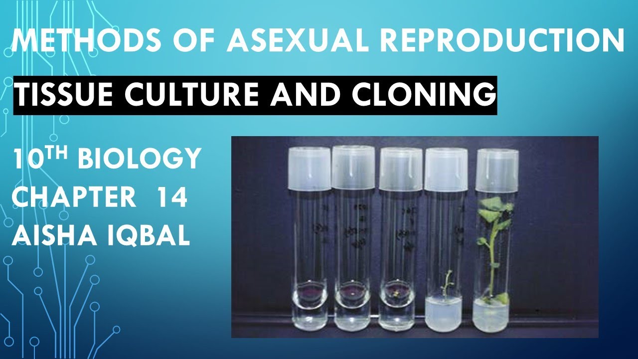 Tissue Culture & Cloning class 10 YouTube