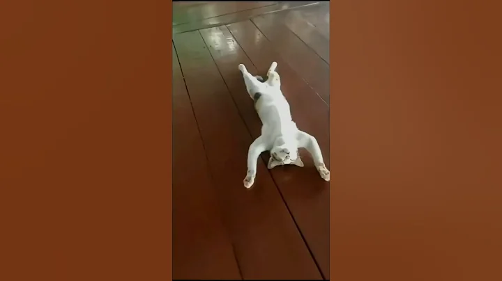 Video 11087541: cat kitten pets funny, cat fails funny pets, laugh pets funny cat, hilarious cat, cat smile, face cat