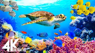 Лучший 4K аквариум для релаксации II 🐠 Расслабляющие морские пейзажи Медитация для сна 4K UHD