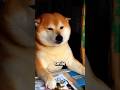 This Dog is Japan's Cutest Shopkeeper🐶☺️ #japan #japanthings