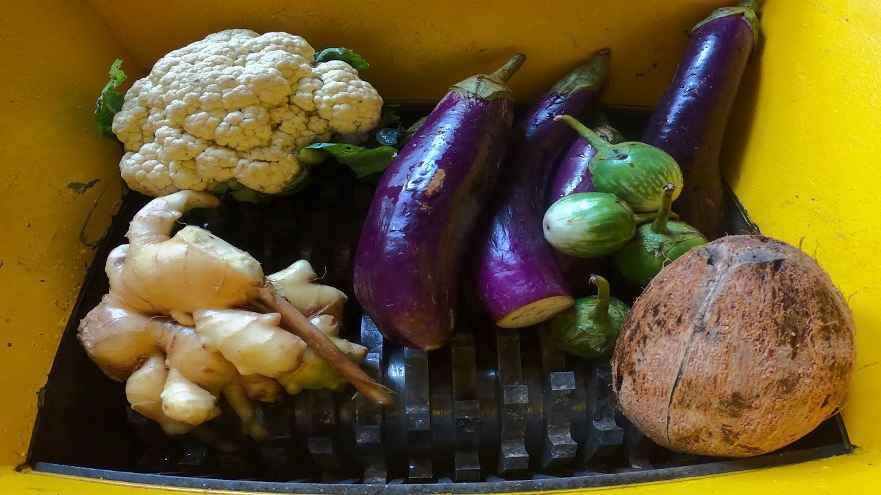 Shredder Machine vs Wax Gourd, Purple Eggplant, Ginger, Cauliflower, Ripe Coconut, Coconut Shell