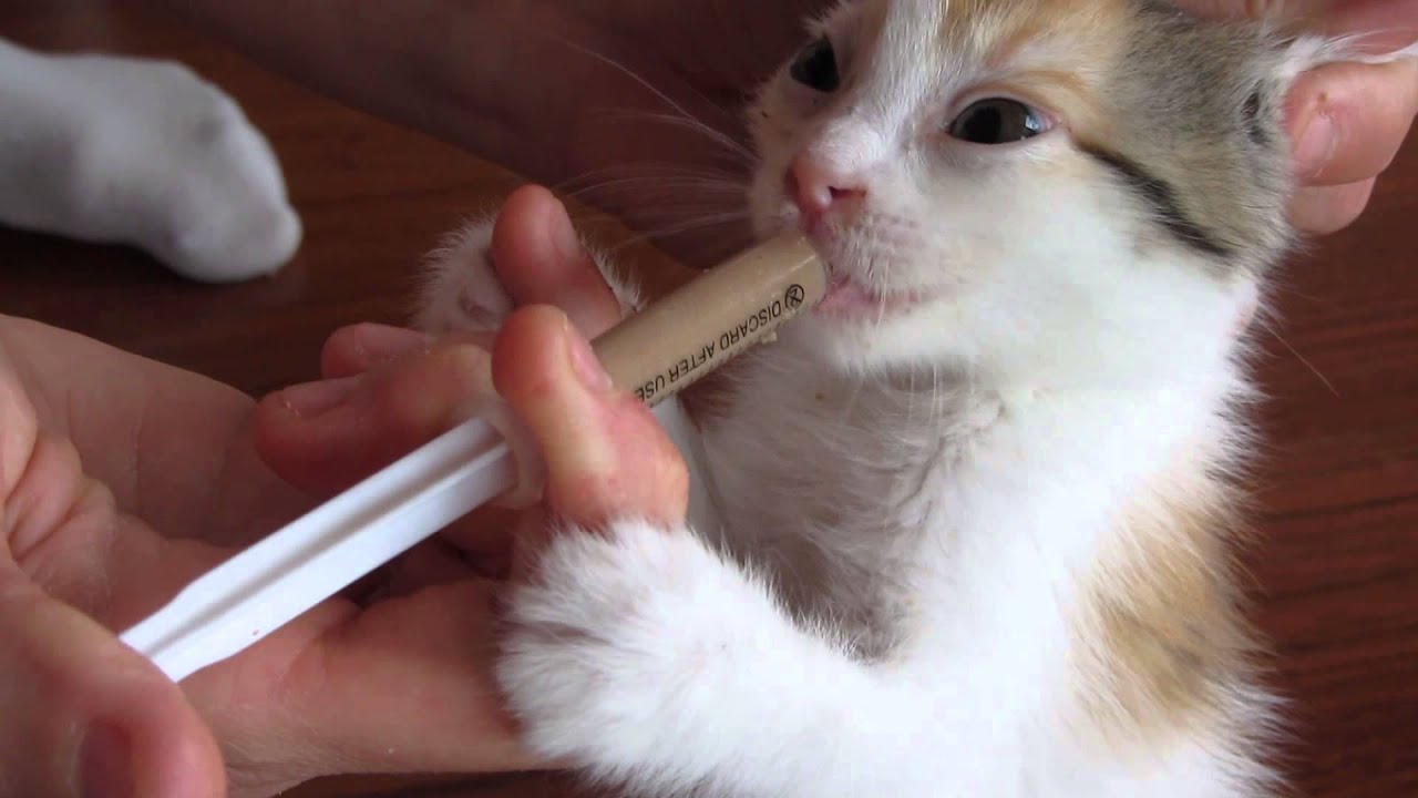 Best Cat Feeding Syringe at Megan Morey blog