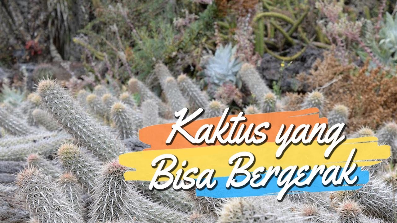 Creeping Devil, Kaktus Paling Aneh di Dunia yang Bisa Bergerak Sendiri