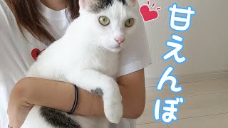 ずっとママの近くにいる猫が可愛い…