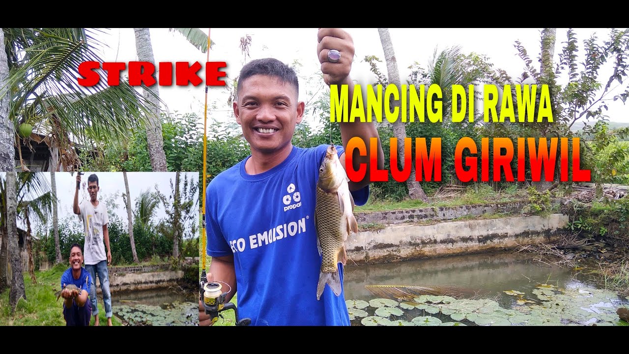Mancing Di Rawa Dapat Ikan Banyak