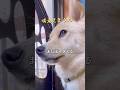 不器用な自分と闘う犬#吠えてしまう#保護犬と暮らす