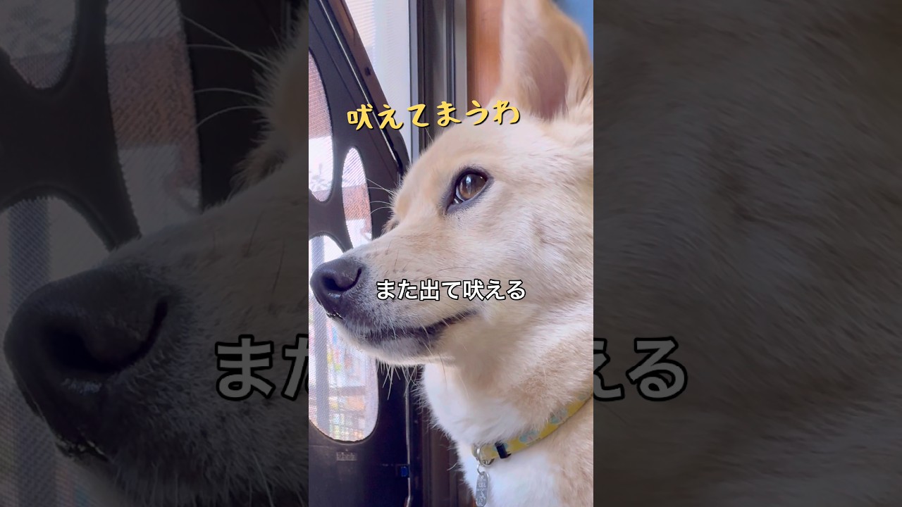 不器用な自分と闘う犬#吠えてしまう#保護犬と暮らす