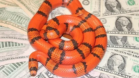 Herping On A Budget/Time and Money saving tips for reptile keepers