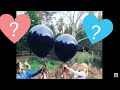 BEST VALENTINES DAY GENDER REVEAL  2018 / UNIQUE SHOWER IDEAS