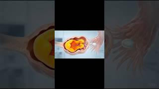 What happens in your ovaries after ovulation?