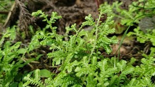 Selaginella, or spike 'moss' Selaginella, or spike 'moss'
