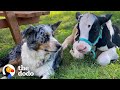 Baby Calf Who Couldn’t Stand Had A Miracle And Now... | The Dodo Little But Fierce