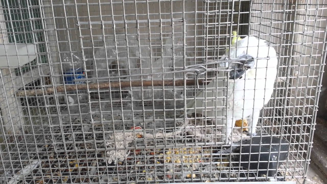 Trained Cockatoos YouTube