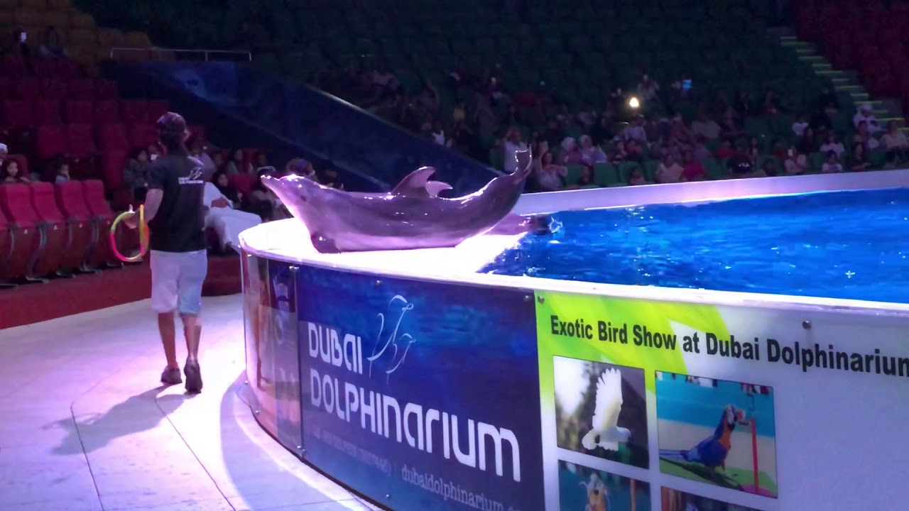 Dolphin show of Dubai - YouTube