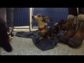 The Dachshunds at Nevins