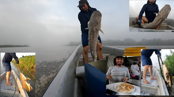 INCREDIBLE Big catfish are caught in the driest part of a river, fishing for striped catfish and ...