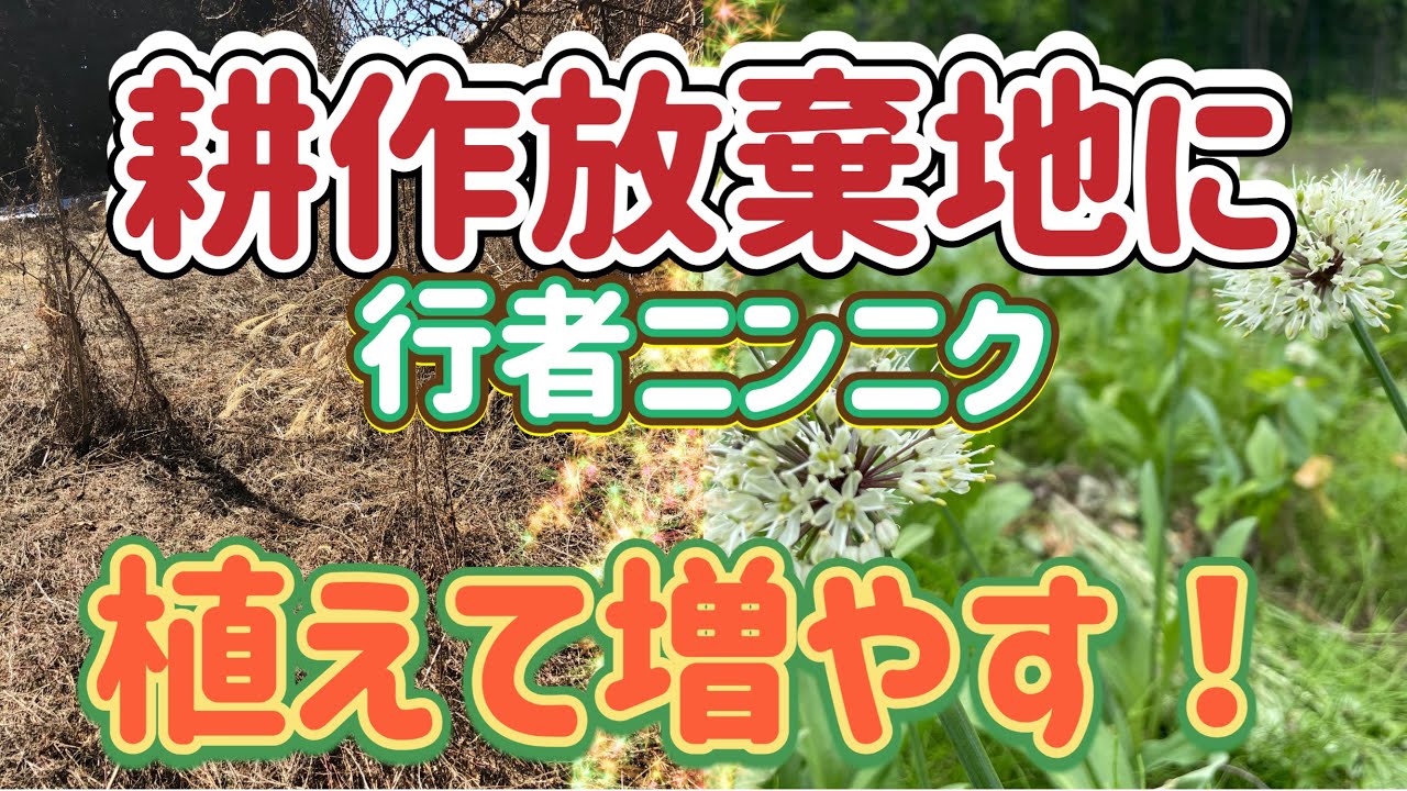 2026年春】耕作放棄地に行者ニンニクを植える！長野県上伊那で行者 
