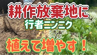 2026年春】耕作放棄地に行者ニンニクを植える！長野県上伊那で行者