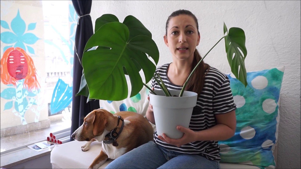 Biljkoteka: Sobno bilje za neznalice [3/4]