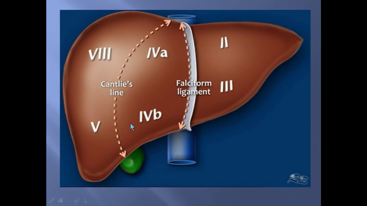 Правая граница печени. Анатомия печени человека сегменты. Доли и сегменты печени анатомия. S4 сегмент печени. 8 Сегмент правой доли печени.