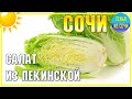 Салат из пекинской капусты с грецкими орехами и яблоками | Сочинская кухня семьи