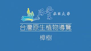 台灣原生植物導覽- 台灣四大神樹~樟樹 