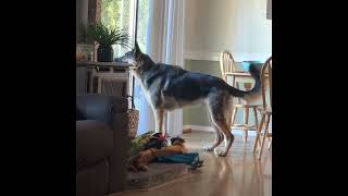 What it’s like owning a German shepherd in 1 minute!! #germanshepherd #gsd #shorts by Zeus Howard 4,826 views 1 year ago 1 minute, 12 seconds