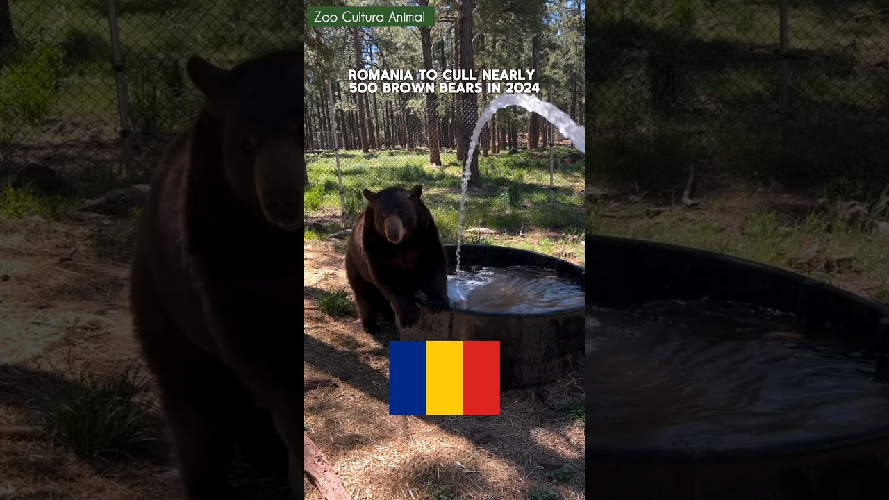 Румыния объявляет войну 8000 бурых медведей в 2024 году