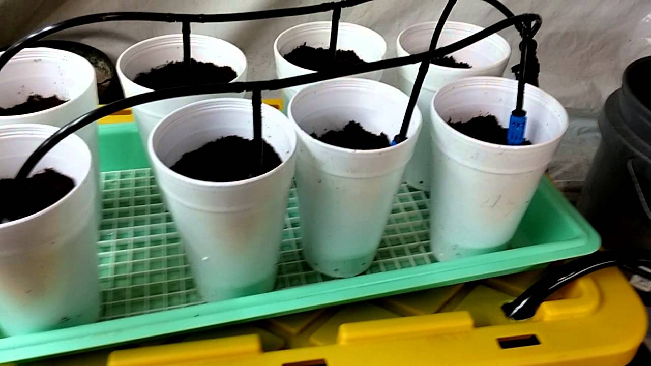 How To Make A Cheap Hydroponic Grow System YouTube