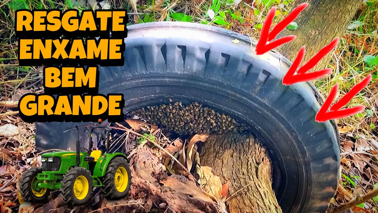 RESGATE EM UM PNEU DE TRATOR AO LADO DO RIO 🍯🐝