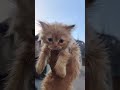 Parshiyan Cats Parrots Baby For Sale VIP Pet Shop Alinagar Mubarakpur Azamgarh #dippetsfamliy
