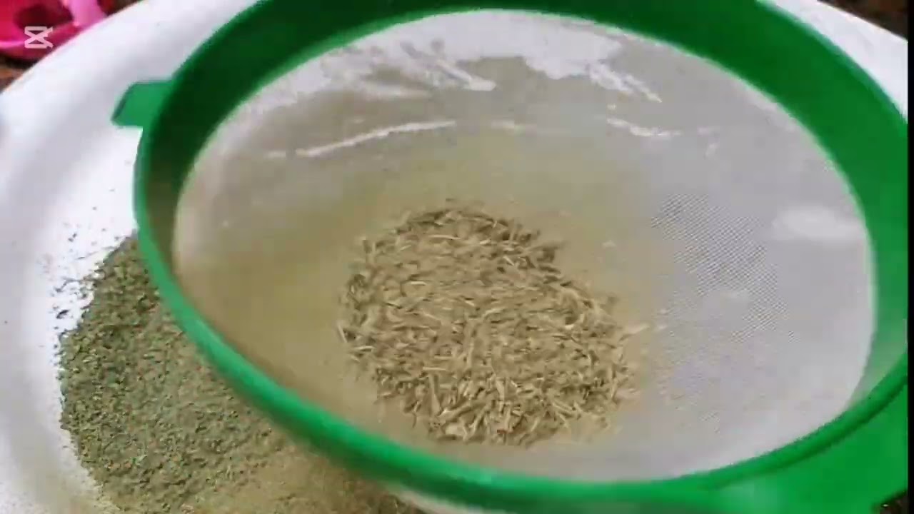 تنشيف النعنع بعروقه ونفركه بعروقه ونكهة العروق اقوى من ورق النعنع