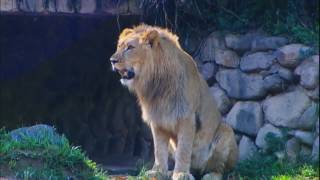 Leão Django tem a missão de conquistar leoas viúvas em zoológico de São Paulo