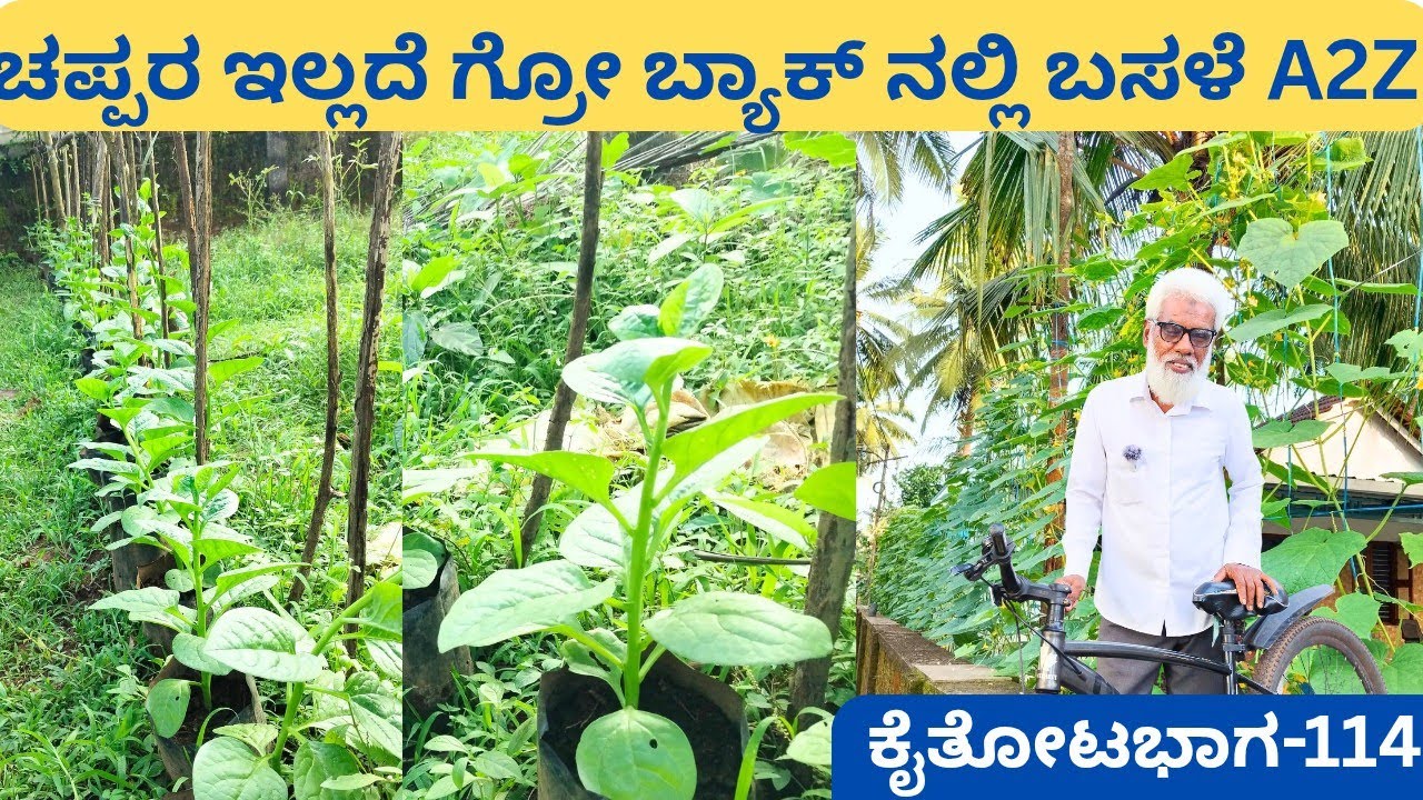 ಕಾಂಪೌಂಡ್ ಬದಿಯಲ್ಲಿ ಮುಳ್ಳು ಸೌತೆ‼️ನಗರದಲ್ಲಿ ಎರೆಹುಳ ಗೊಬ್ಬರ/ ಮನೆಯ ಸುತ್ತ ಬಸಳೆ ದೊಣ್ಣೆ ಮೆಣಸು @ಅಬ್ದುಲ್ ರೆಹಮಾನ್