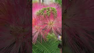 Silk Tree Mimosa Cây Hợp Hoan Pink Spring Blooms 🌸