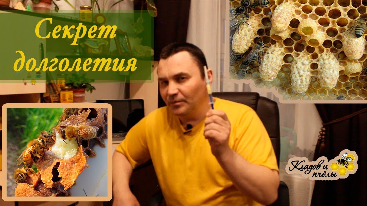 Маточное молочко - секрет долголетия!