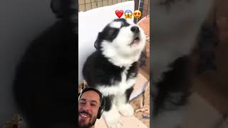 A howling fluffball. Must be a new species. #husky #howlcast #dogsofyoutube #puppy #cute